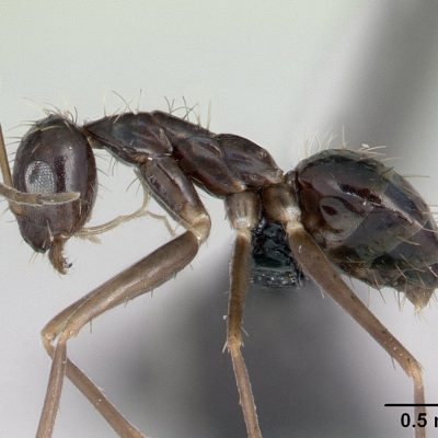 black crazy ant