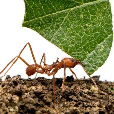texas leaf cutter ant