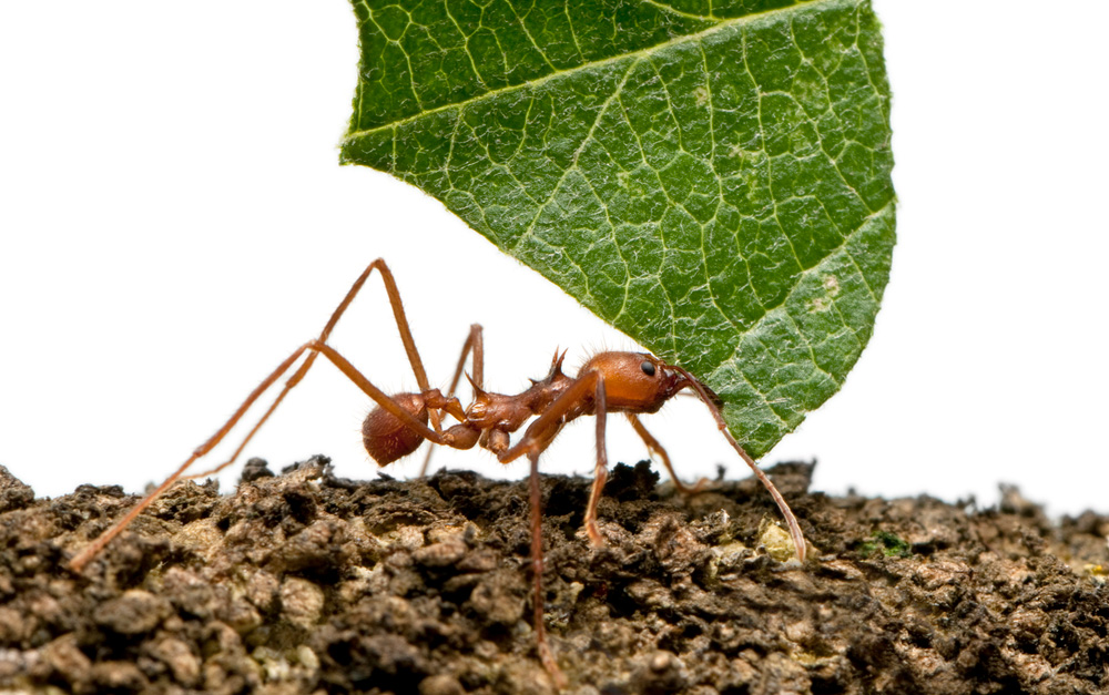 texas leaf cutter ant
