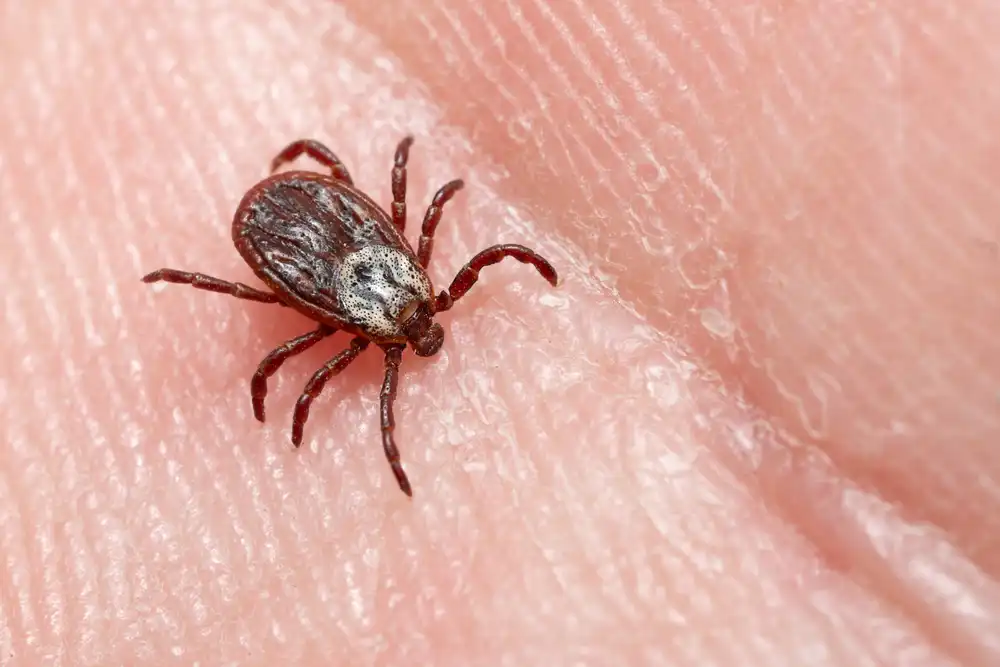 tick on hand