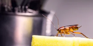 cockroach