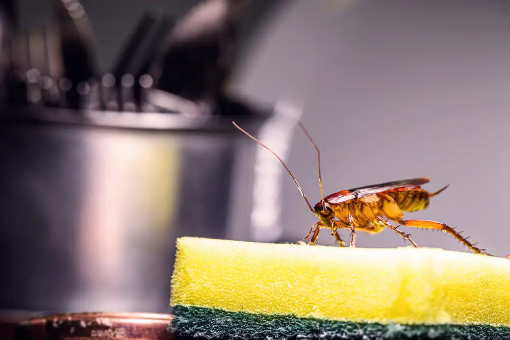 cockroach