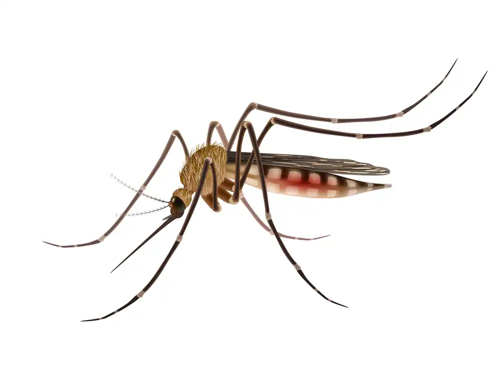 mosquito illustration