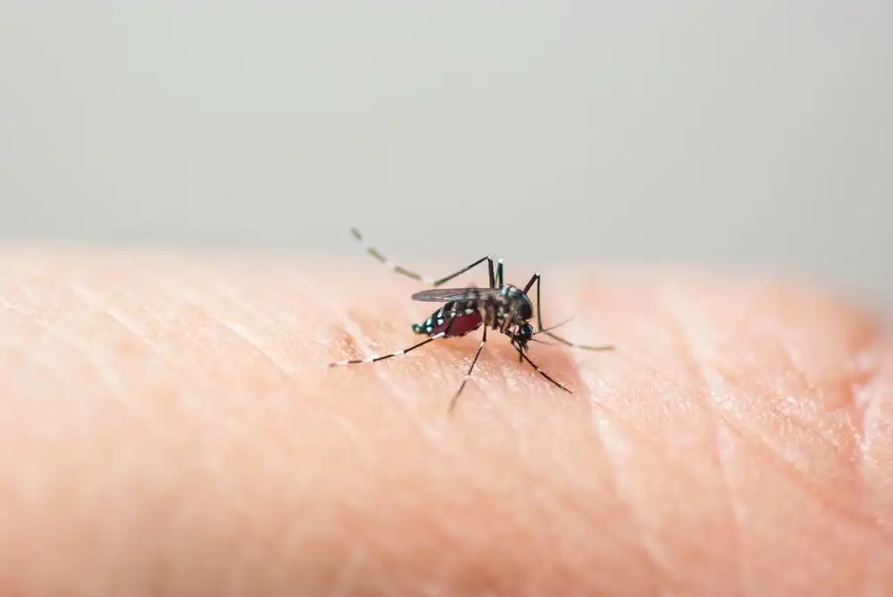 mosquito sucking blood